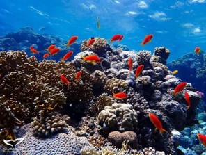 Climate Change Threatens South Korean Coral Ecosystems
